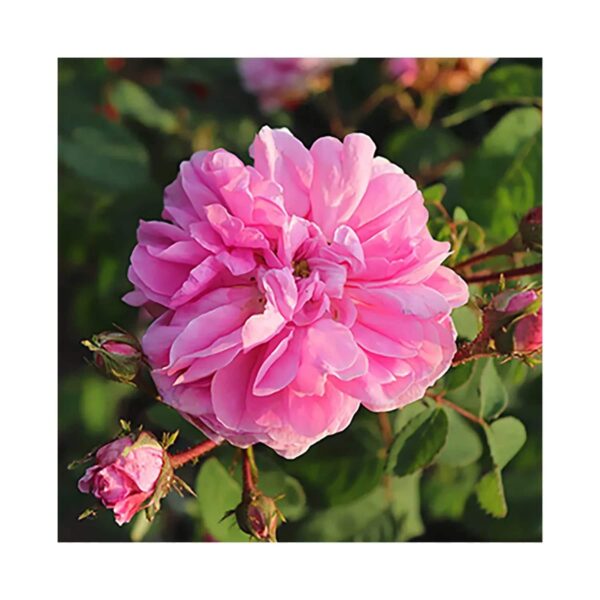 L'occitane Rose Body Lotion - (75ml) - L'occitane